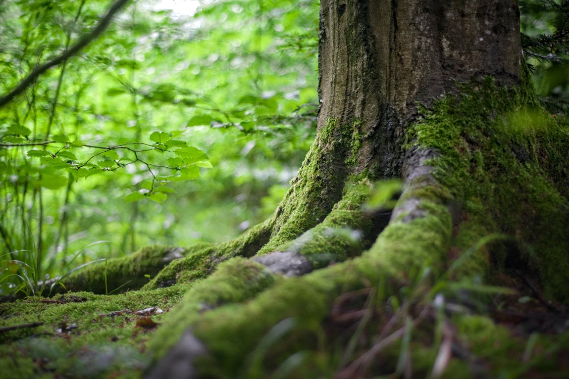 bosque