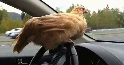 gallina-conduciendo